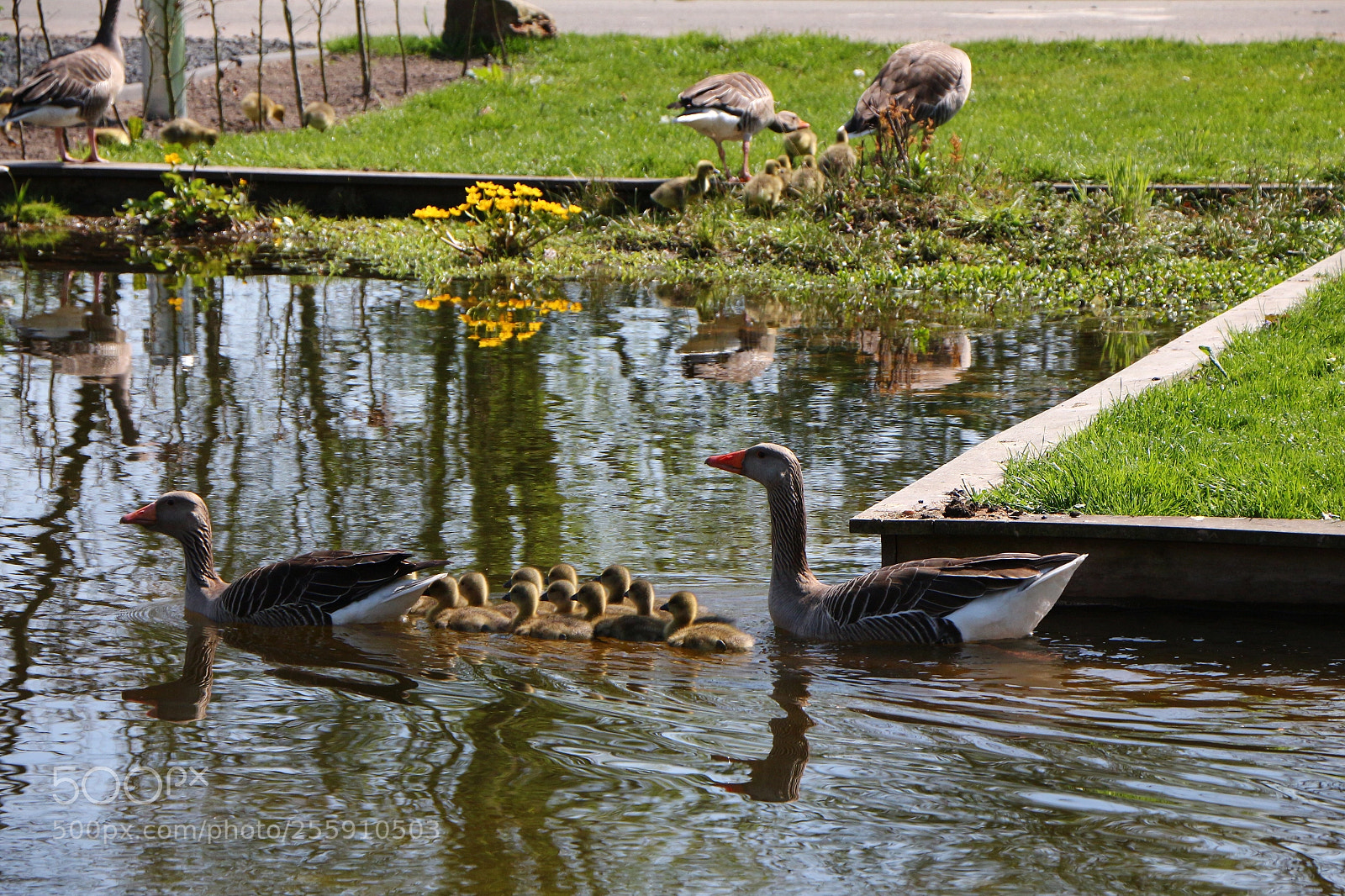 Canon EOS 650D (EOS Rebel T4i / EOS Kiss X6i) sample photo. Geese

 photography