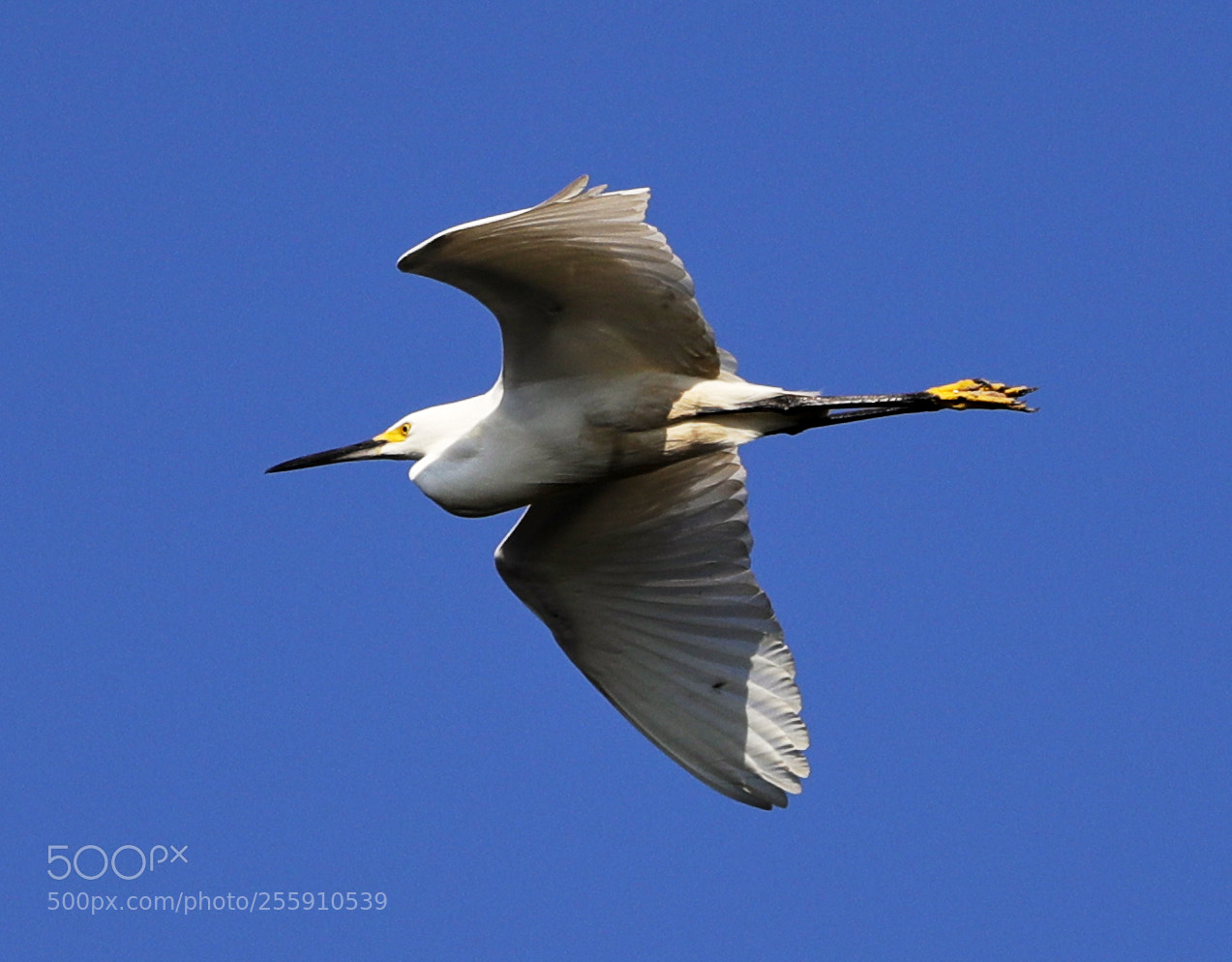 Canon EOS-1D X Mark II sample photo. 04-30-18-0015321.jpg photography