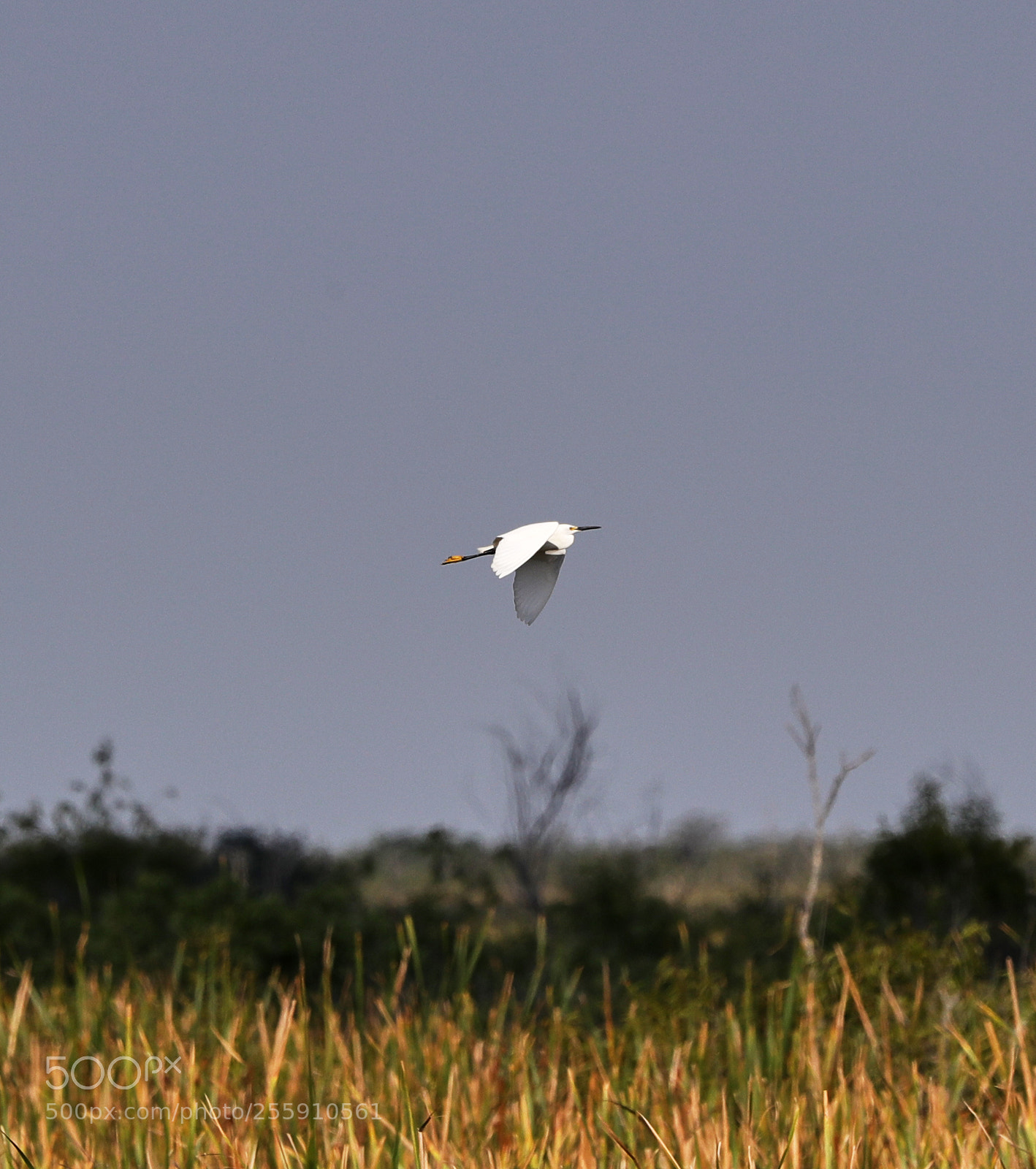 Canon EOS-1D X Mark II sample photo. 04-30-18-0015320.jpg photography