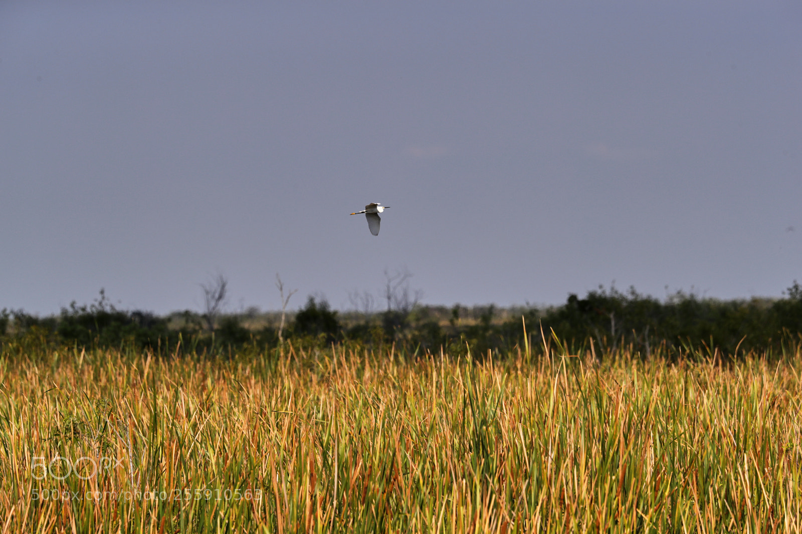 Canon EOS-1D X Mark II sample photo. 04-30-18-0015319.jpg photography