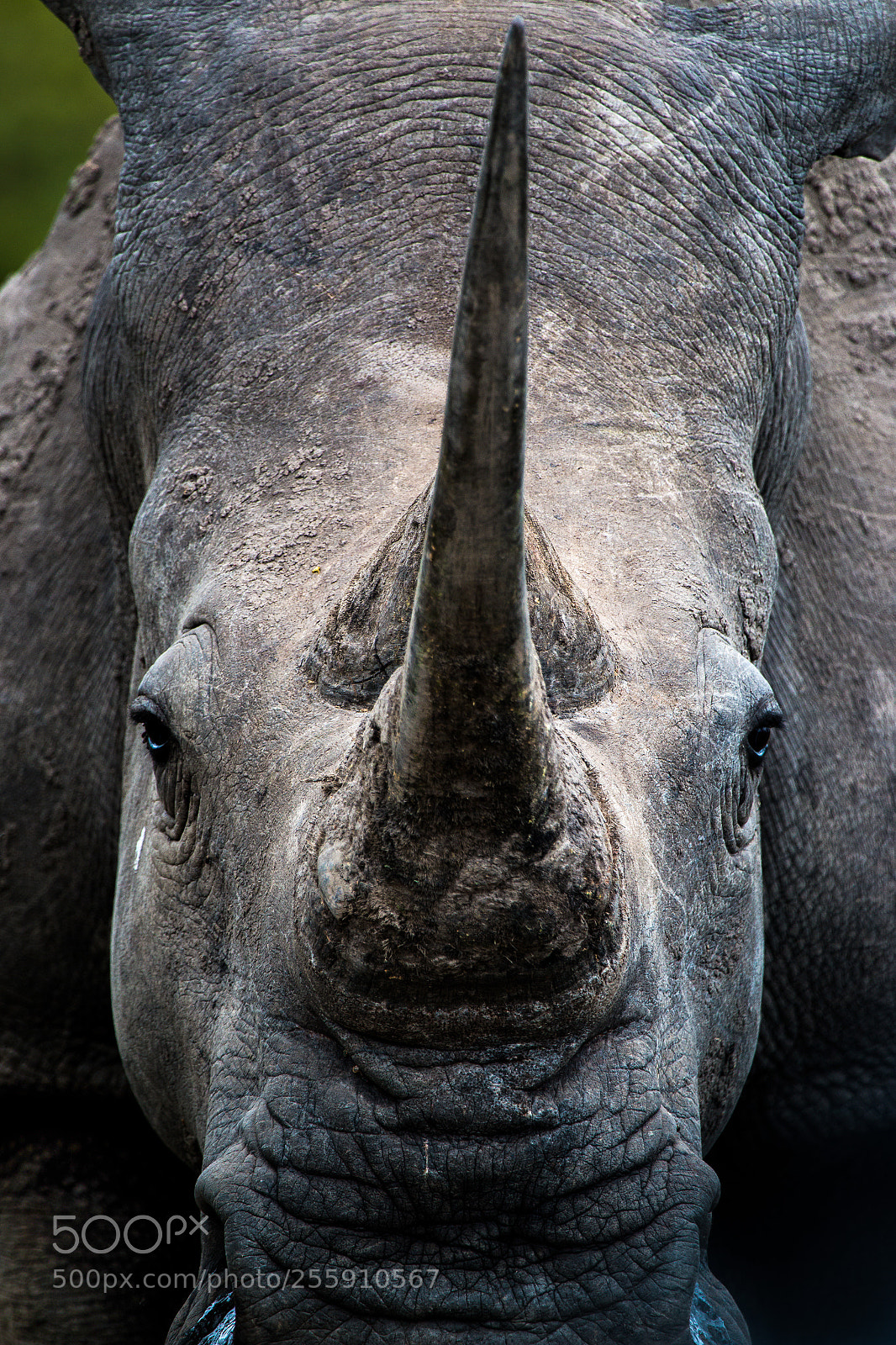 Canon EOS 70D sample photo. Face to face photography