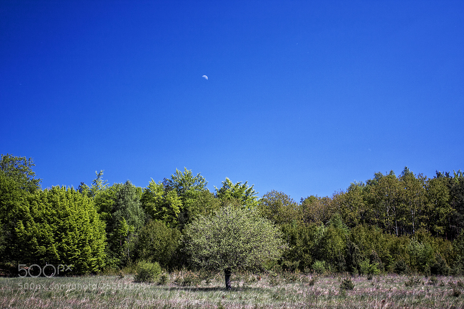 Canon EOS 40D sample photo. In spring photography