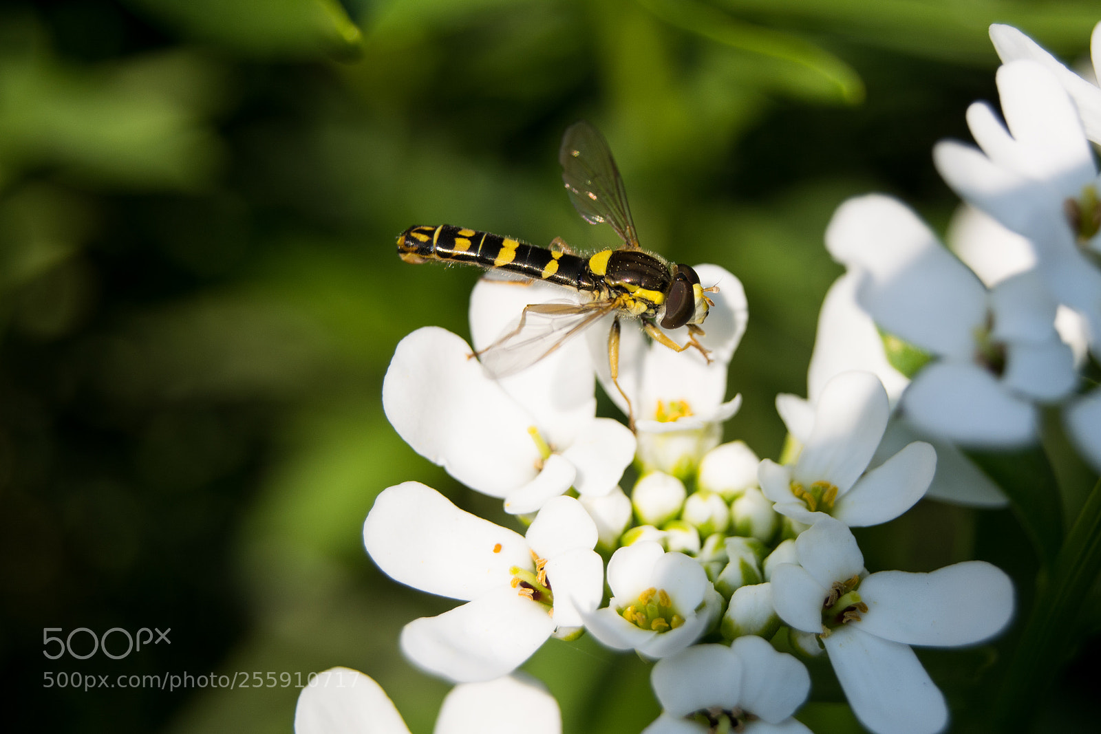 Nikon D5200 sample photo. Sphaerophoria sp. - syrphidae photography