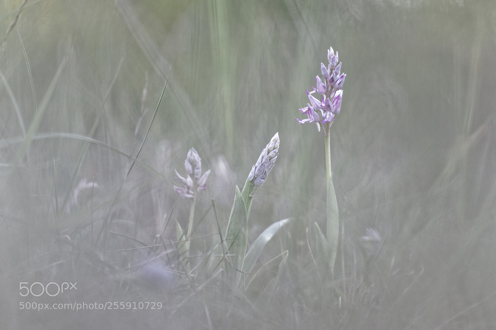 Canon EOS 5D sample photo. Orchys militaire photography