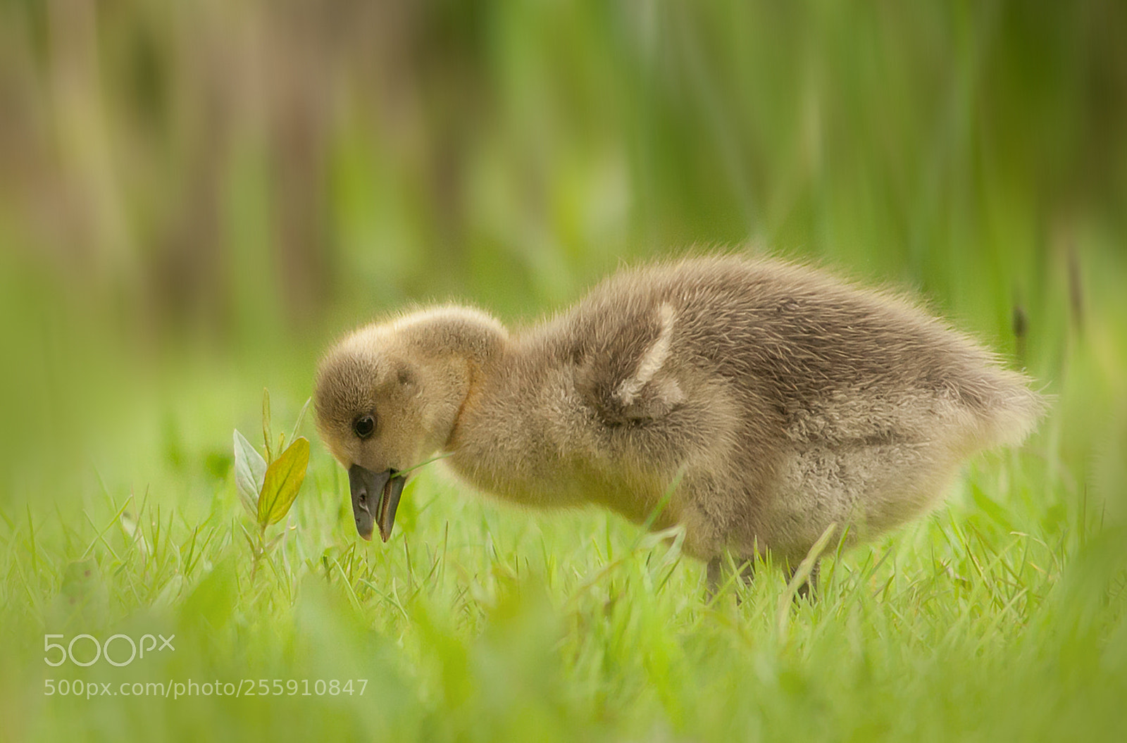 Canon EOS 50D sample photo. So cute ...... little goose photography