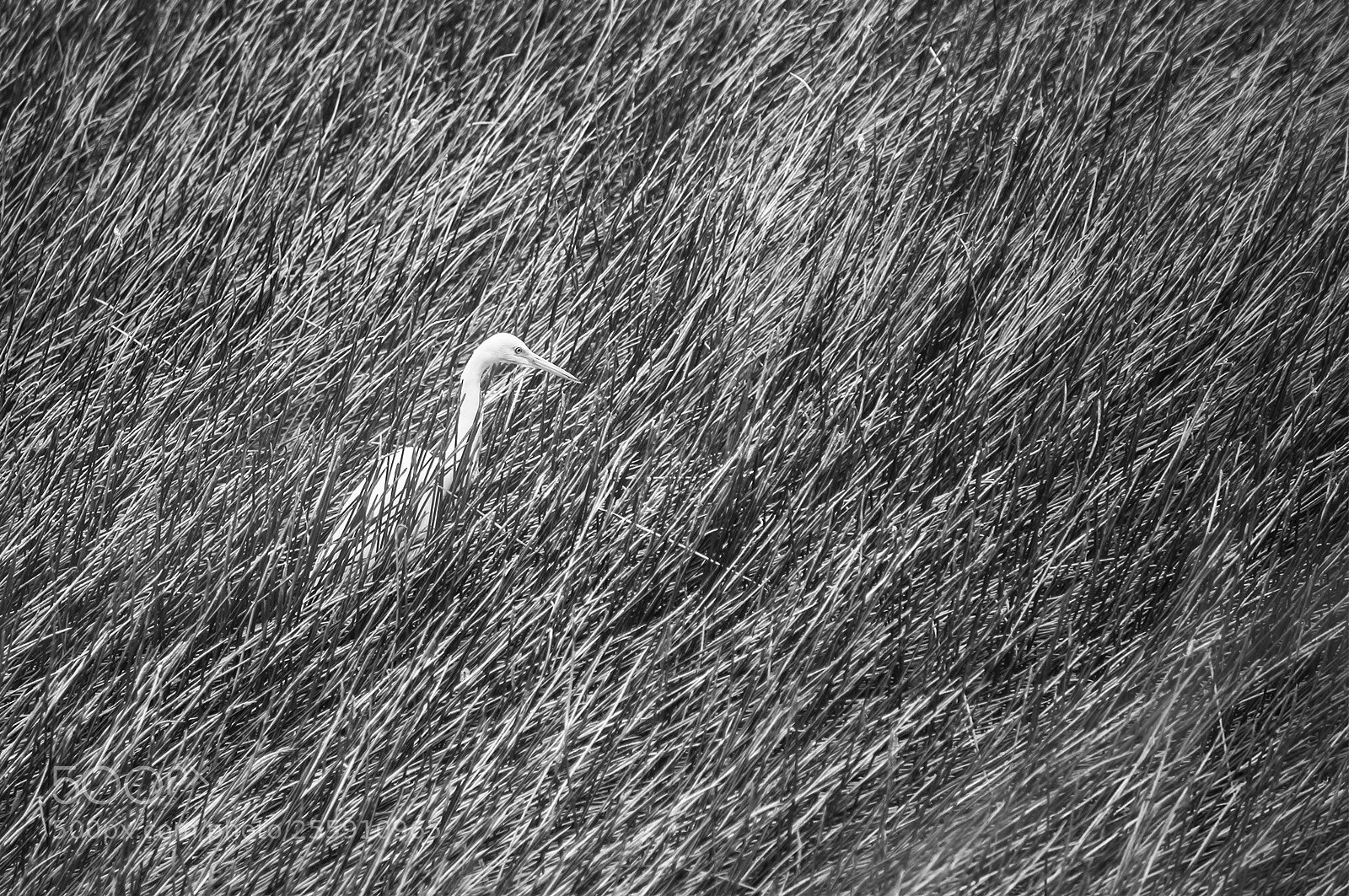 Sony Alpha NEX-6 sample photo. White heron mareeba wetlands photography