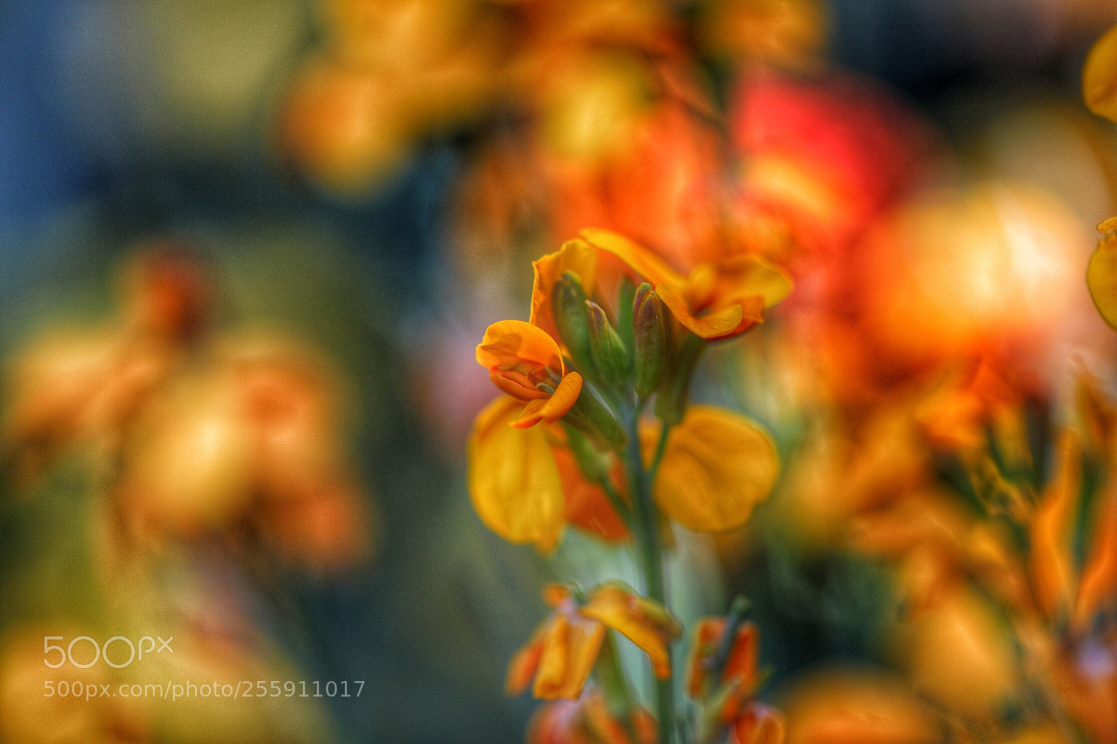 Canon EOS 5D Mark IV sample photo. Erysimum cheiri  photography