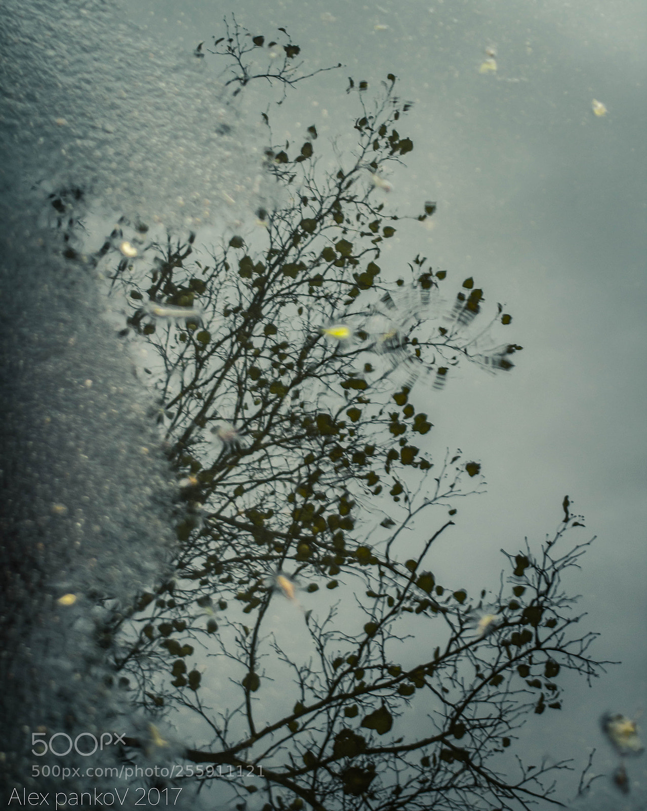 Canon EOS 60D sample photo. Water mirror photography