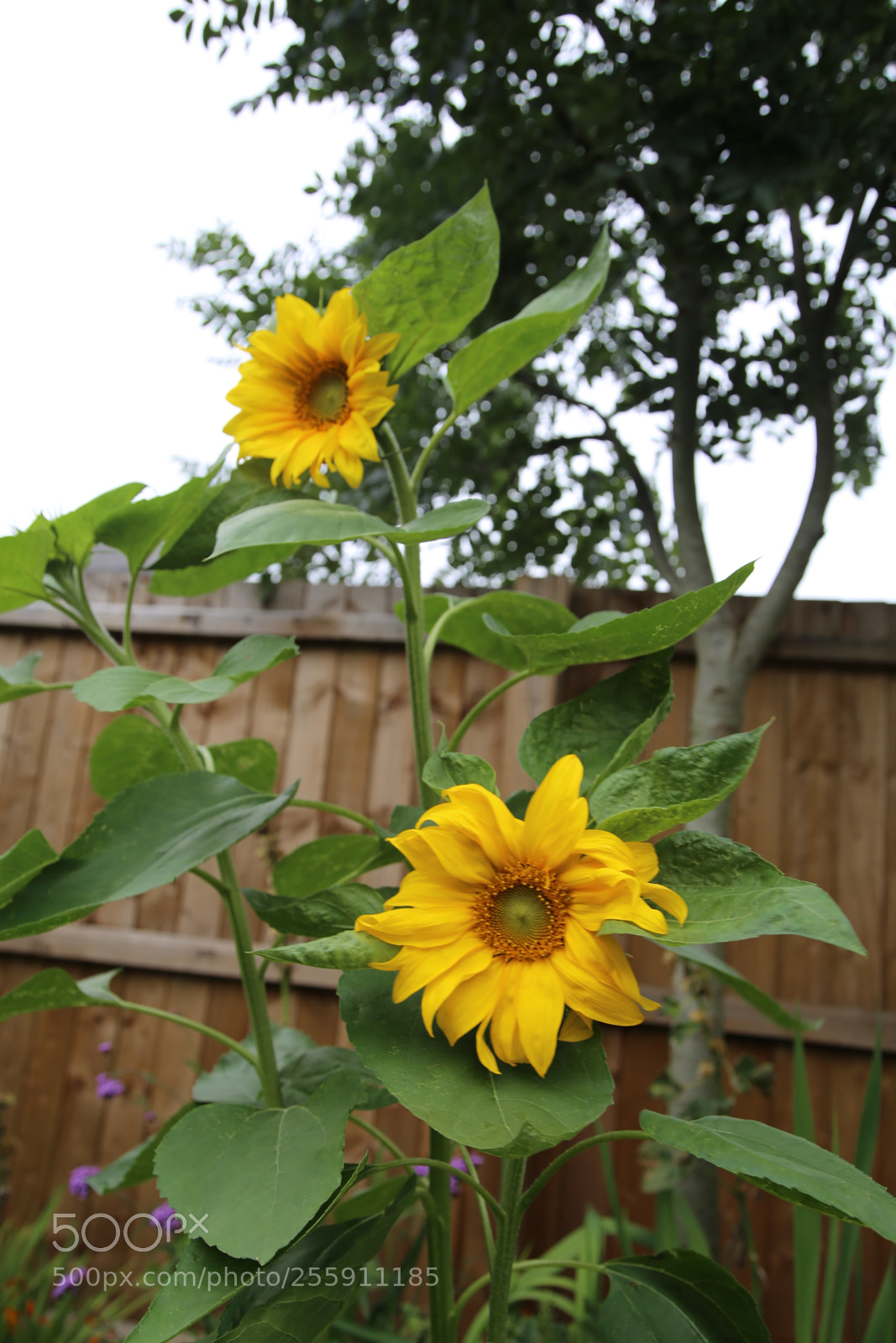 Canon EOS 6D + Canon EF 24-105mm F4L IS USM sample photo. Flowers in the garden photography