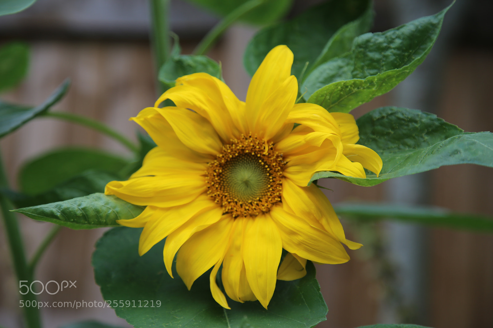 Canon EOS 6D + Canon EF 24-105mm F4L IS USM sample photo. Flowers in the garden photography