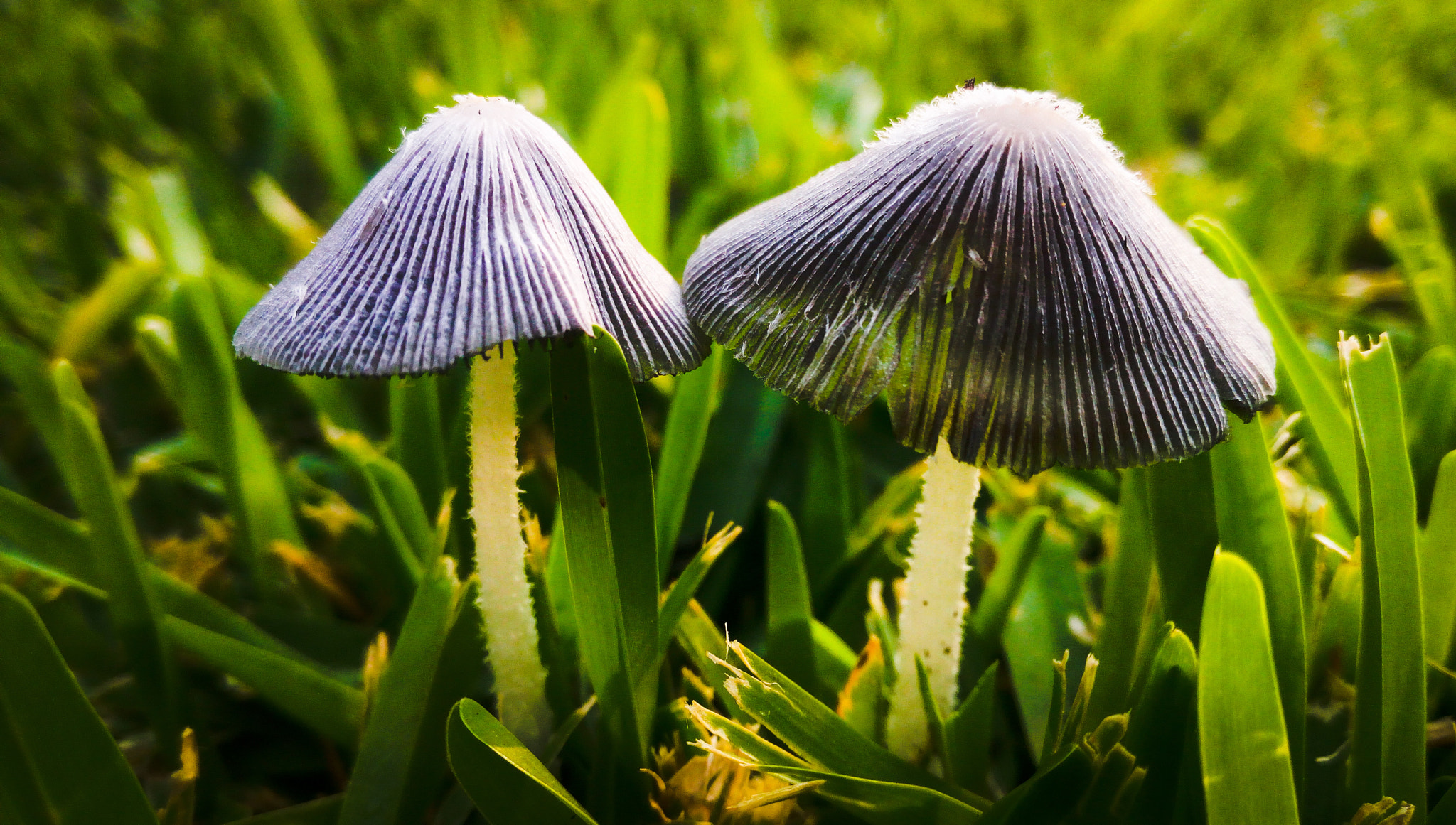 HUAWEI GR3 sample photo. Two mushrooms photography