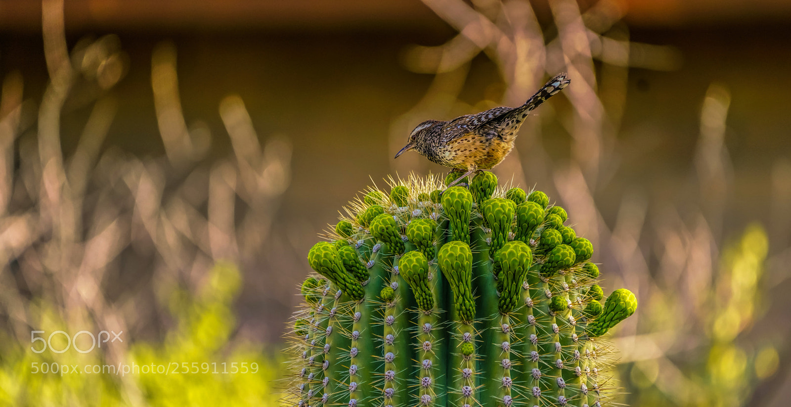 Sony a7R III sample photo. Two arizona beauties photography