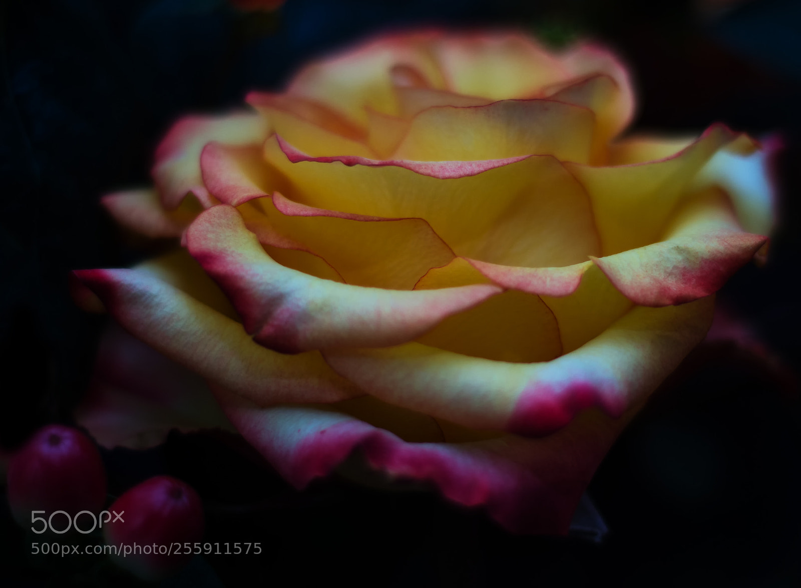 Nikon D7200 sample photo. Kiss from a rose photography