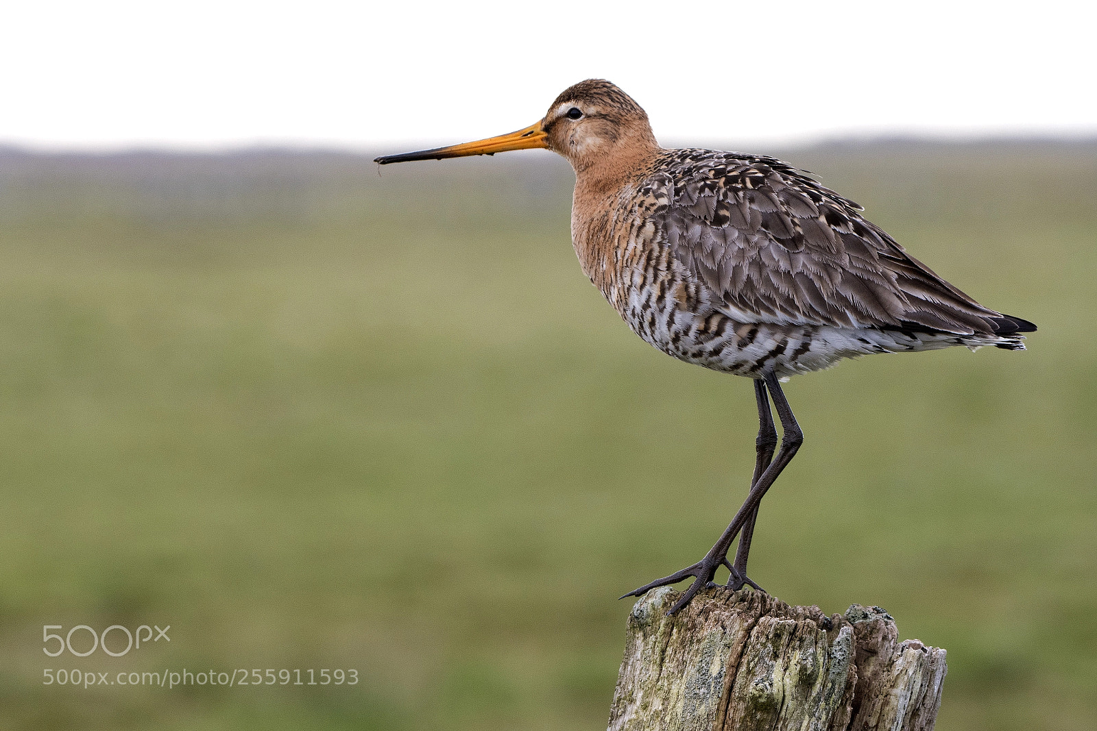 Nikon D500 sample photo. Black tailed godwit photography