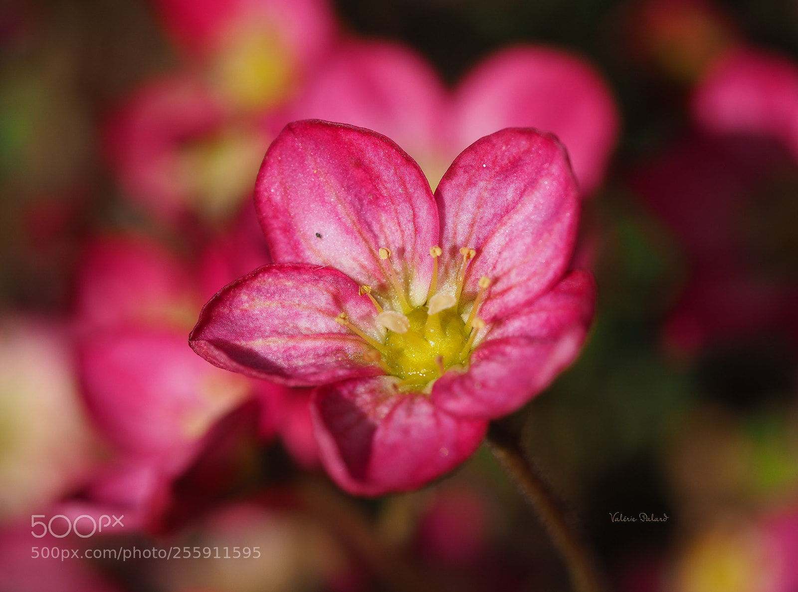 Olympus OM-D E-M5 II sample photo. Saxifrage photography