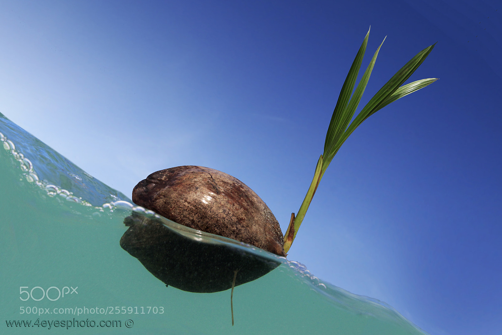 Canon EOS 5D Mark II sample photo. Floating photography