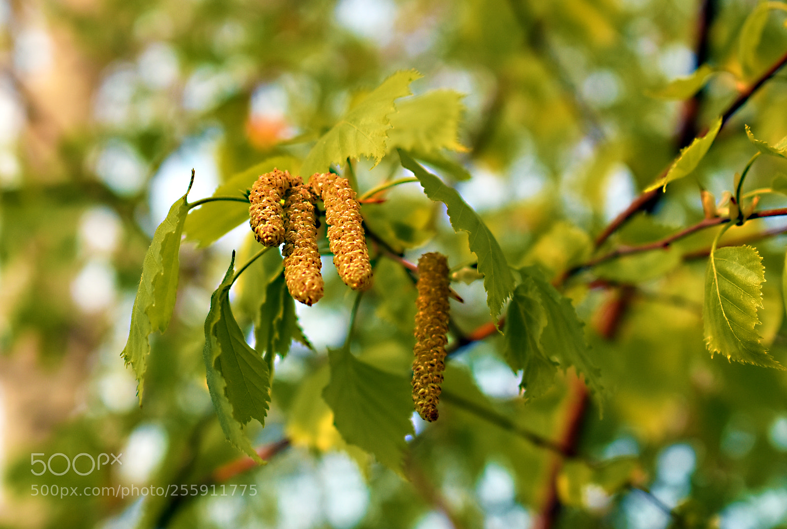Nikon D5600 sample photo. Береза весной photography