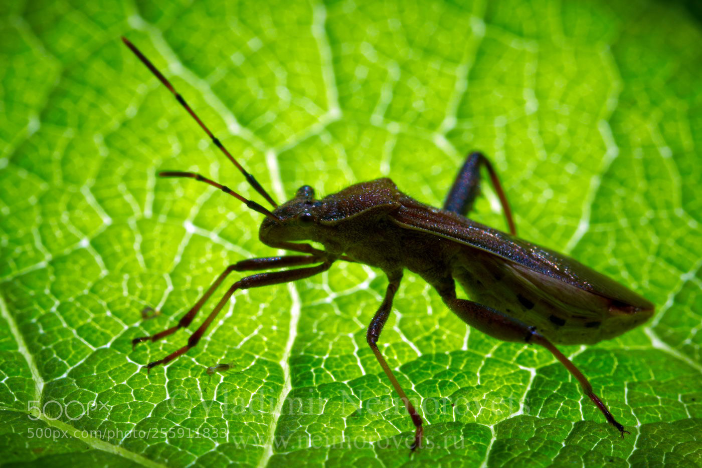 Canon EOS 50D sample photo. Camptopus lateralis img photography