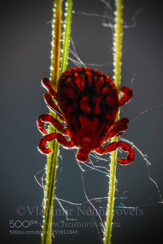 Canon EOS 50D sample photo. Dermacentor marginatus img photography