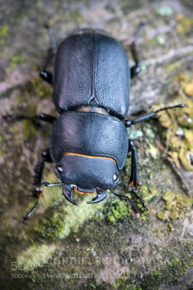 Canon EOS 50D sample photo. Dorcus parallelipipedus img photography