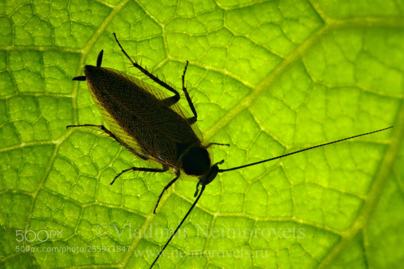 Canon EOS 50D sample photo. Ectobius sylvestris img photography