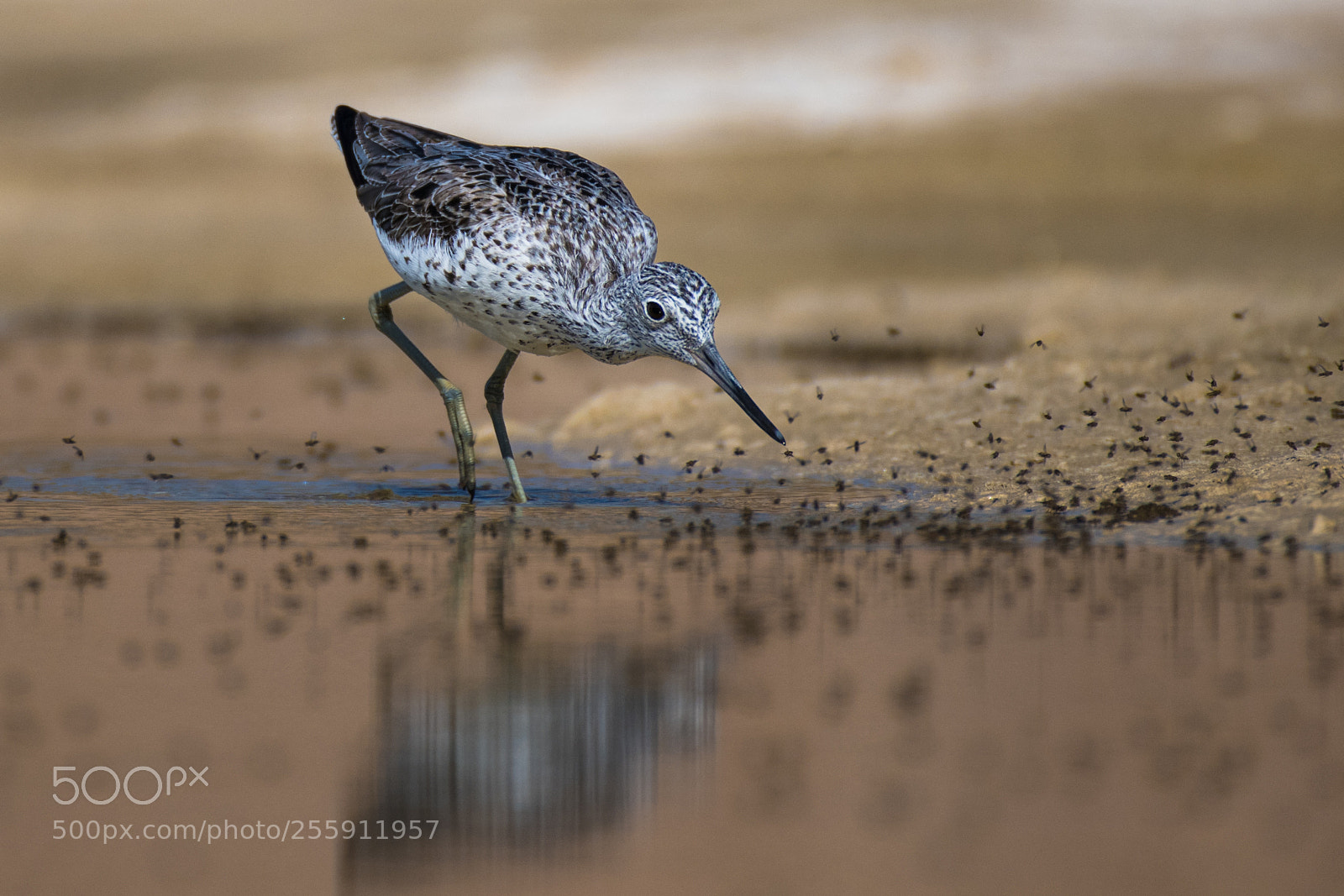 Nikon D850 sample photo. Common greenshank photography