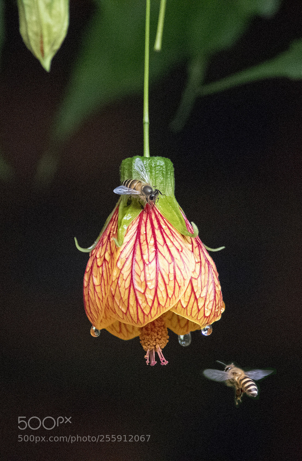 Nikon D5 sample photo. 采蜜 photography