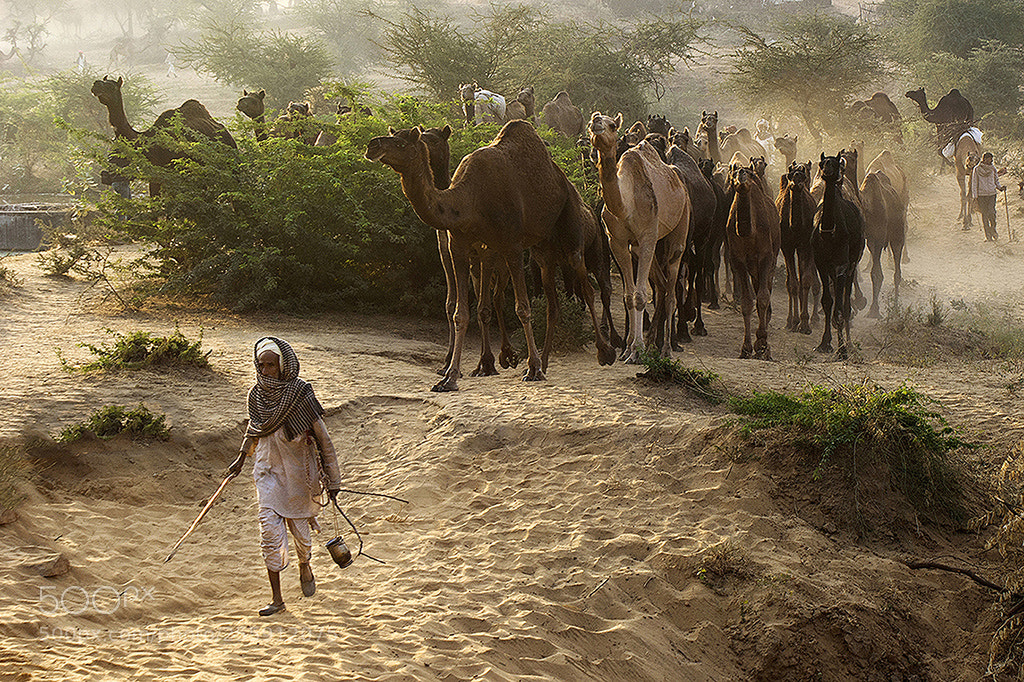 Sony Alpha DSLR-A350 sample photo. Return of herd photography