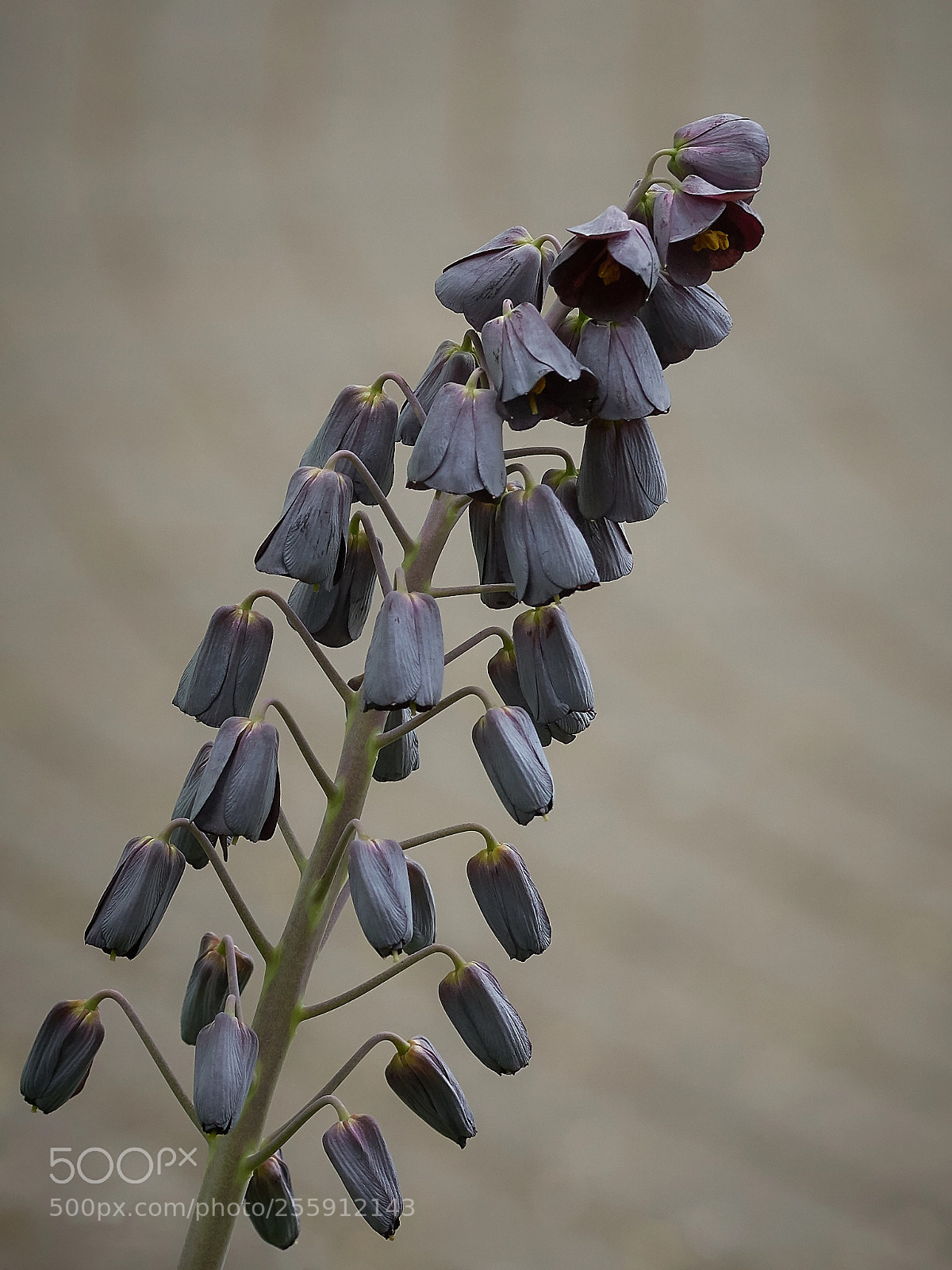 Sony ILCA-77M2 sample photo. ... photography
