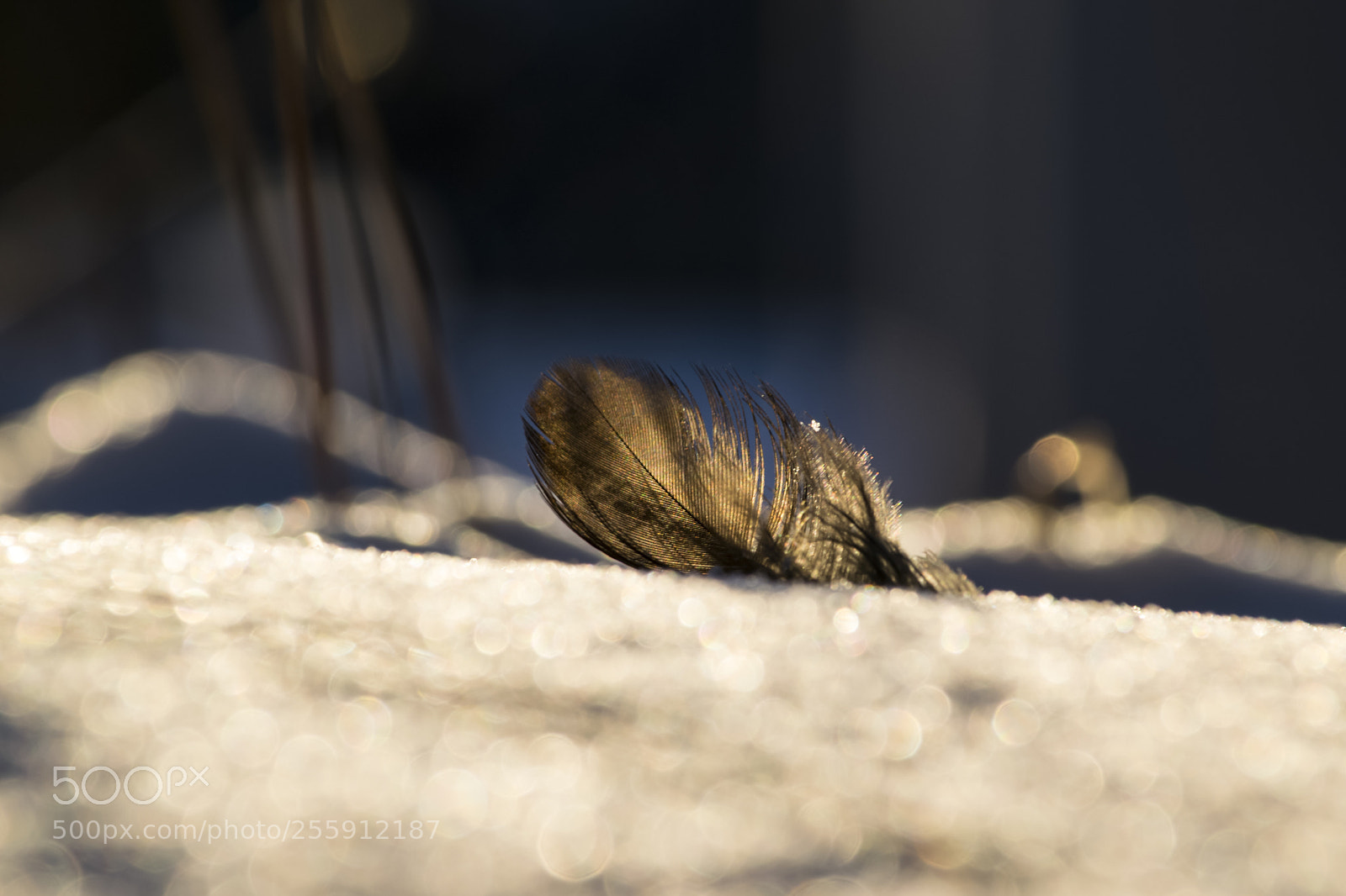 Nikon D3300 sample photo. Höyhen photography