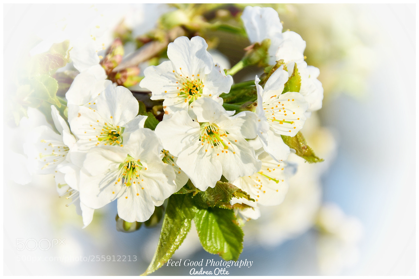 Nikon D5300 sample photo. The blossom bouquet photography