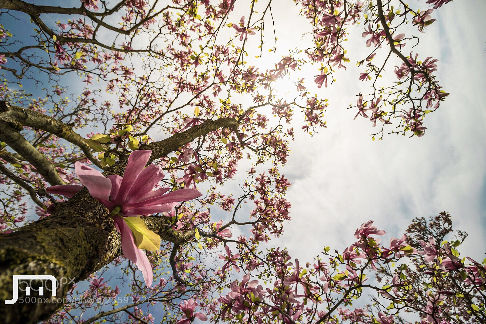 Canon EOS 80D sample photo. Magnolia blossom (4) photography