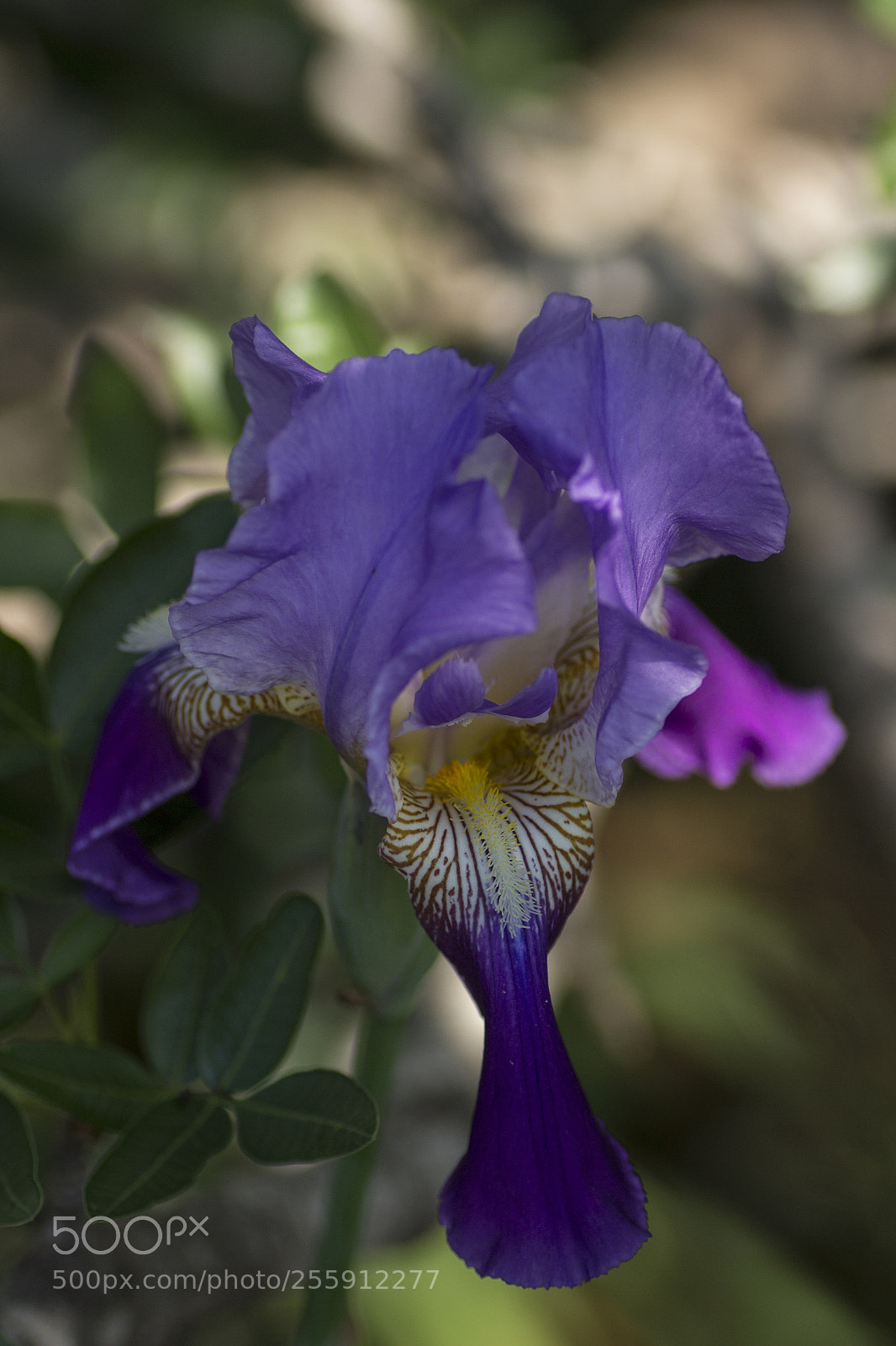 Canon EOS 600D (Rebel EOS T3i / EOS Kiss X5) sample photo. Img photography