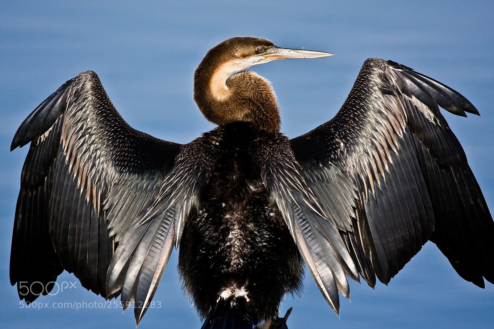 Canon EOS 40D sample photo. African darter photography
