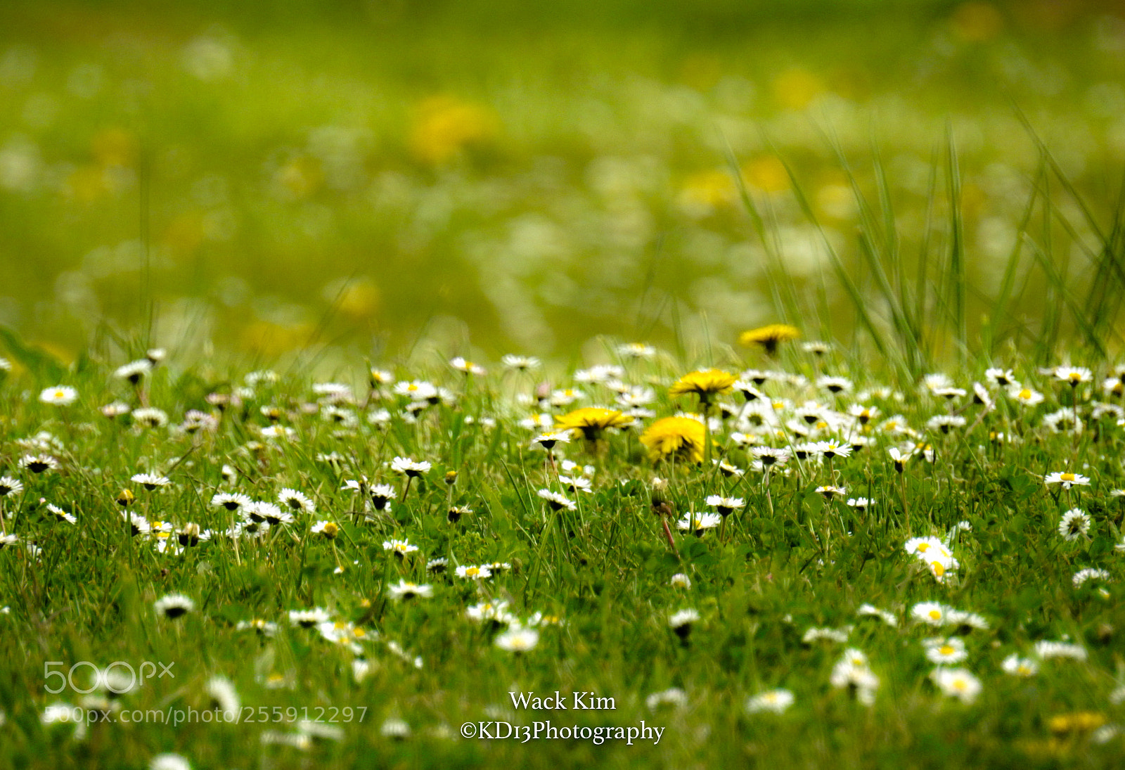 Nikon Coolpix P900 sample photo. Spring meadow photography