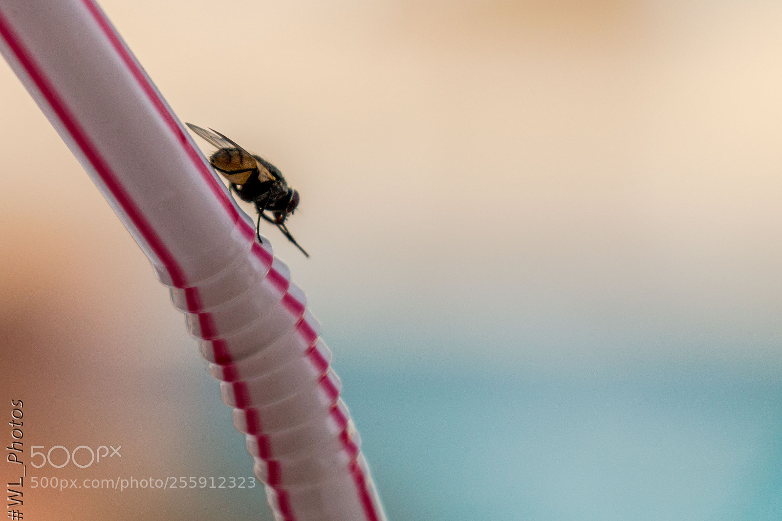 Canon EOS 70D sample photo. Img photography