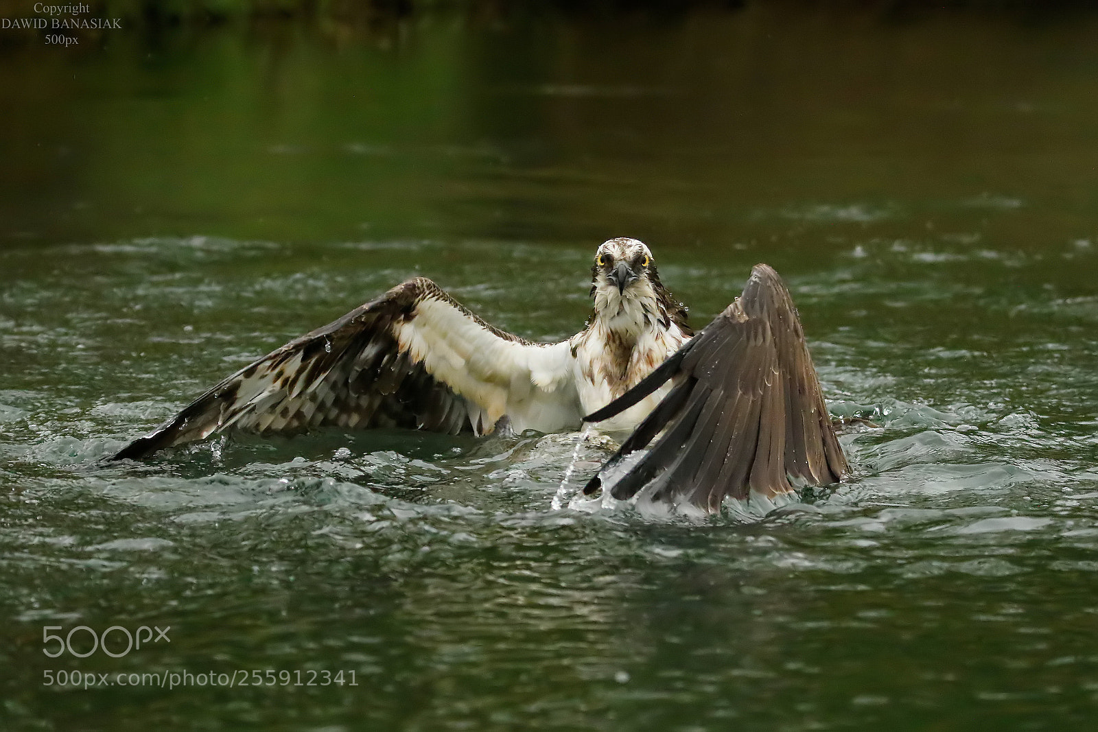 Canon EOS 7D Mark II sample photo. Osprey photography