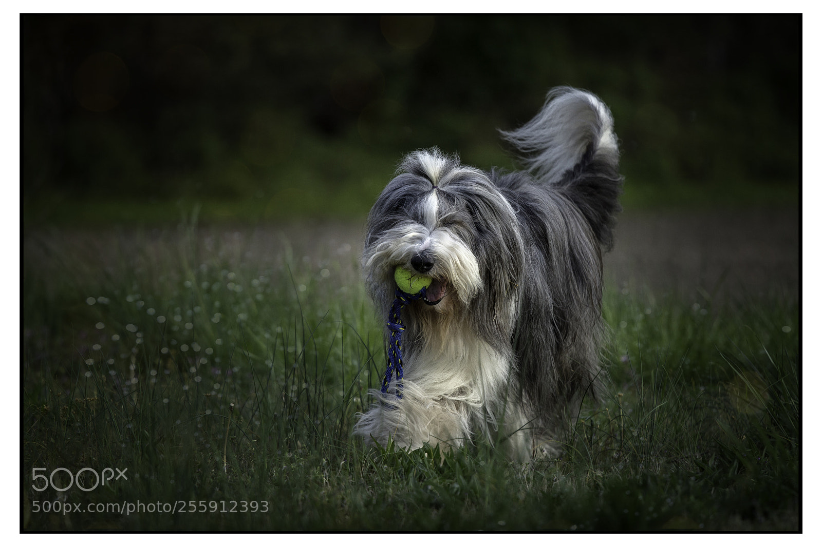 Canon EOS 6D sample photo. Favorite toys photography
