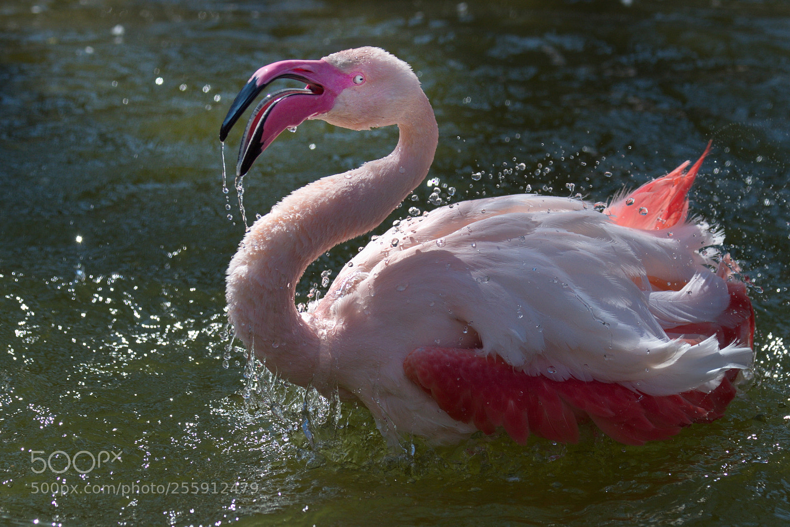 Nikon D4S sample photo. Water! it s hot photography
