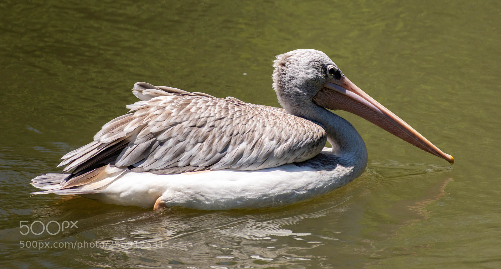 Nikon D7200 sample photo. American white pelican photography