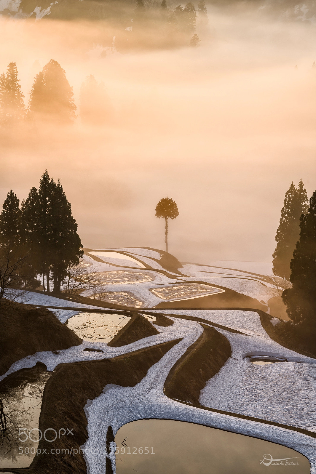 Nikon D850 sample photo. Into a fog photography
