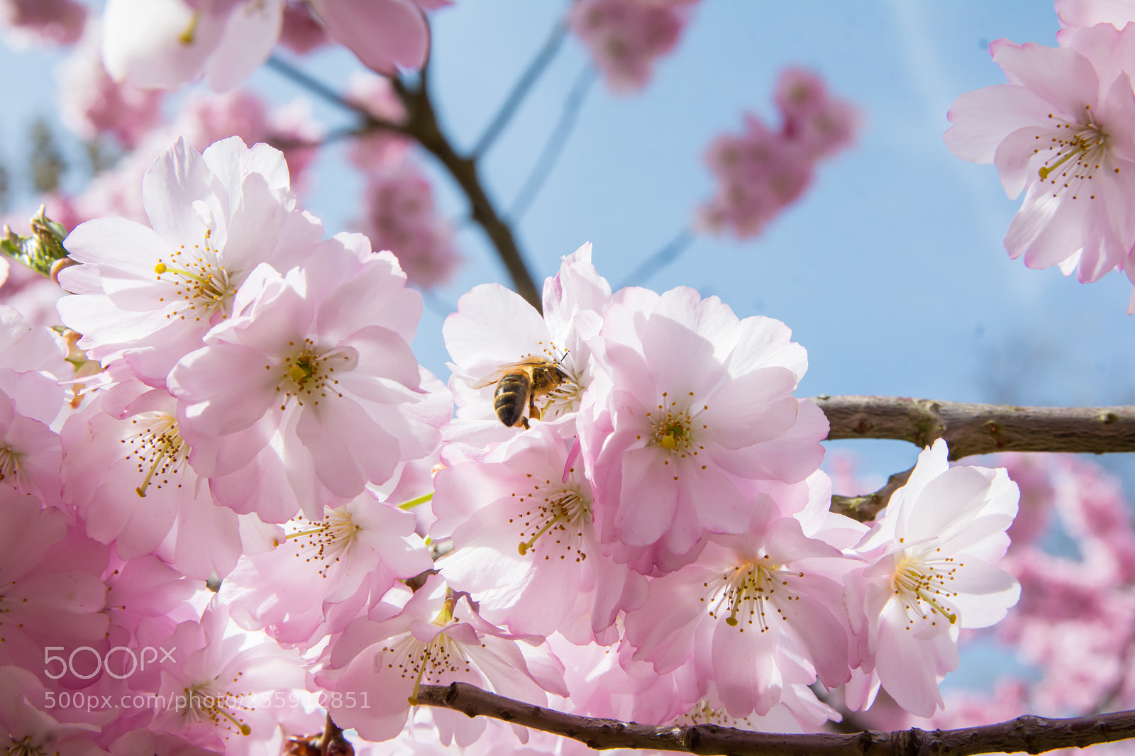 Nikon D5200 sample photo. Bee on sakura. photography