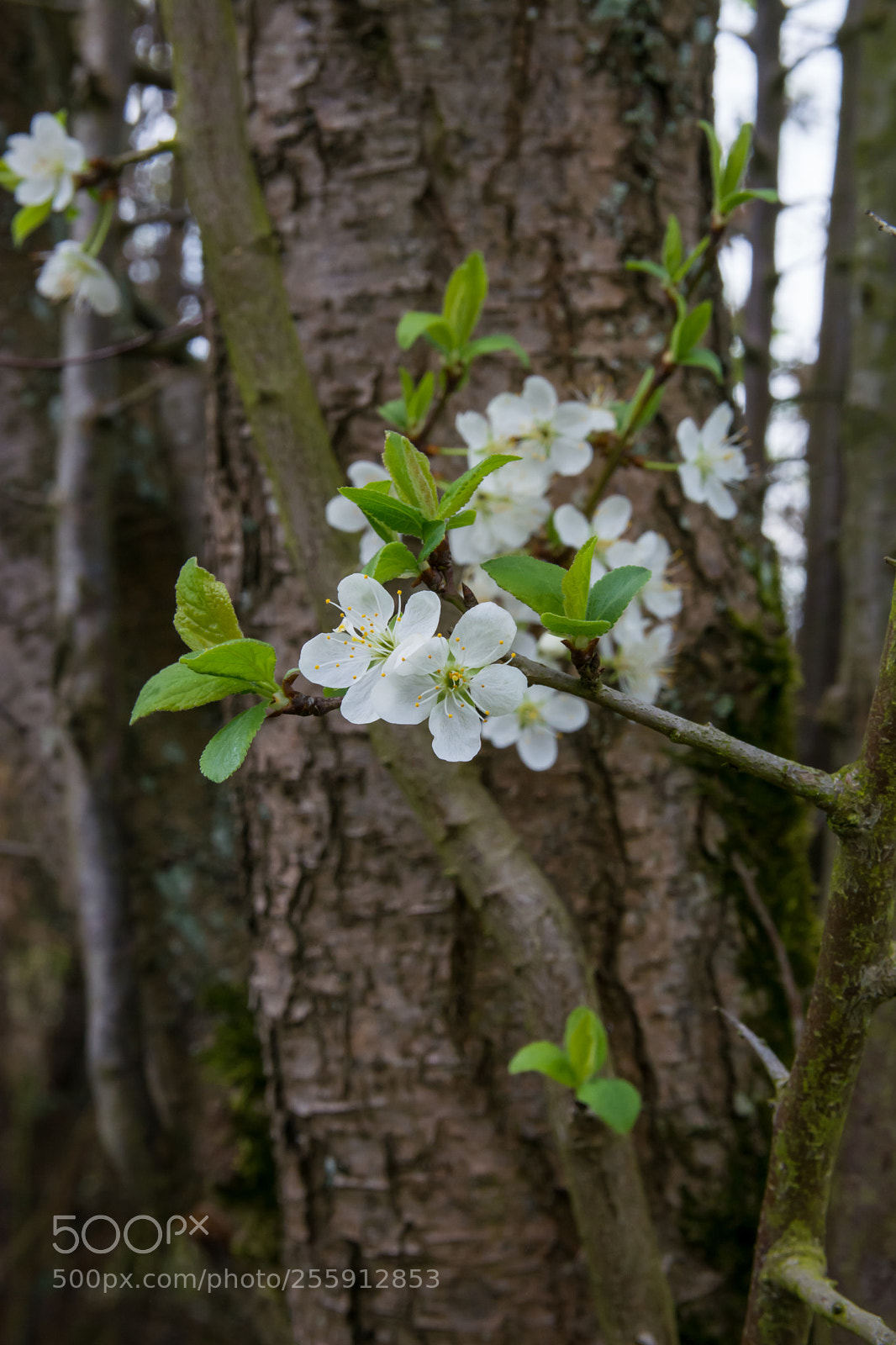 Nikon D5200 sample photo. Plum tree blossom. photography