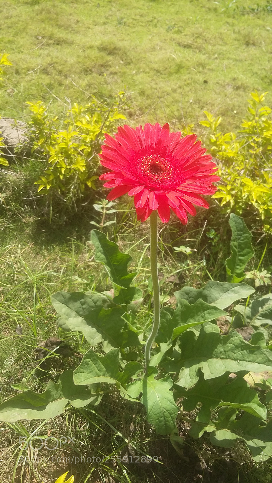 Samsung Galaxy Grand Prime sample photo. Untitled photography