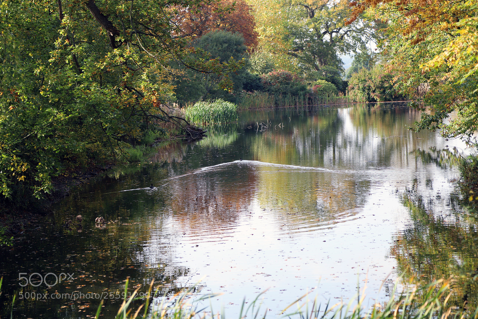 Canon EOS 6D Mark II sample photo. Woburn abbey, bedfordshire, october 2017 photography