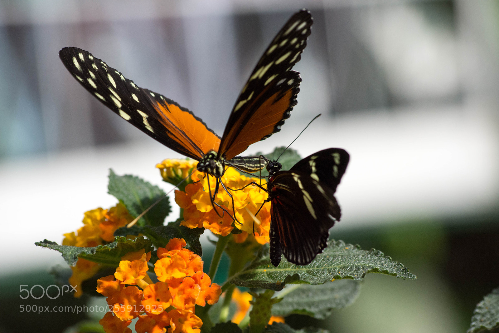 Nikon D7200 sample photo. Papillons photography