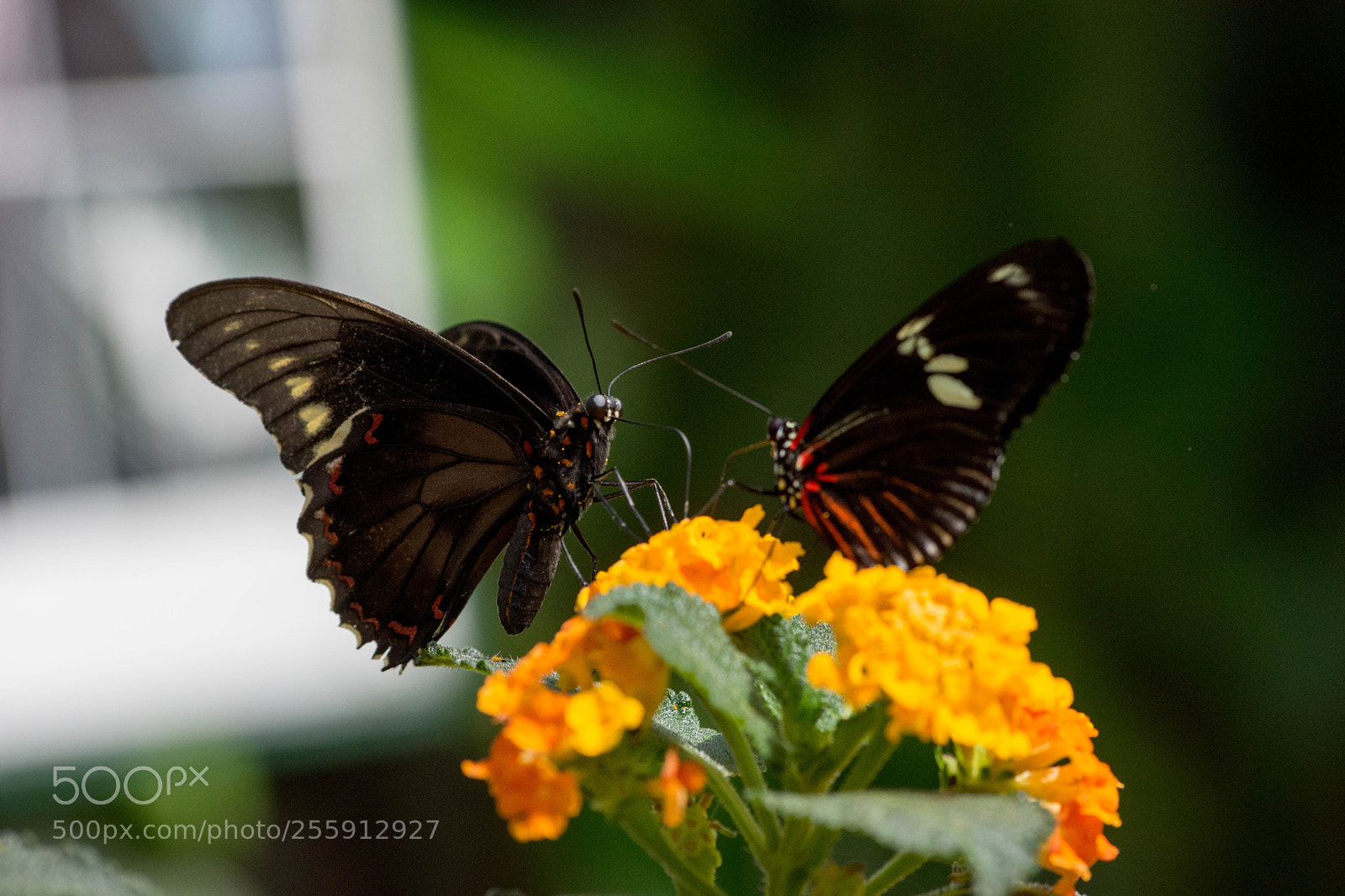 Nikon D7200 sample photo. Papillons photography