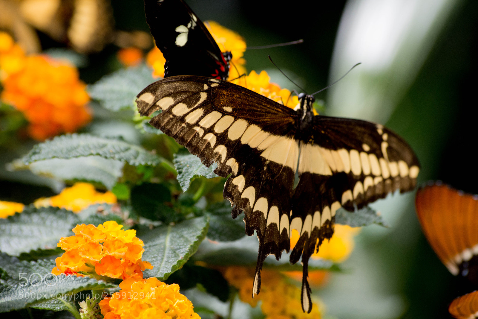 Nikon D7200 sample photo. Papillons photography