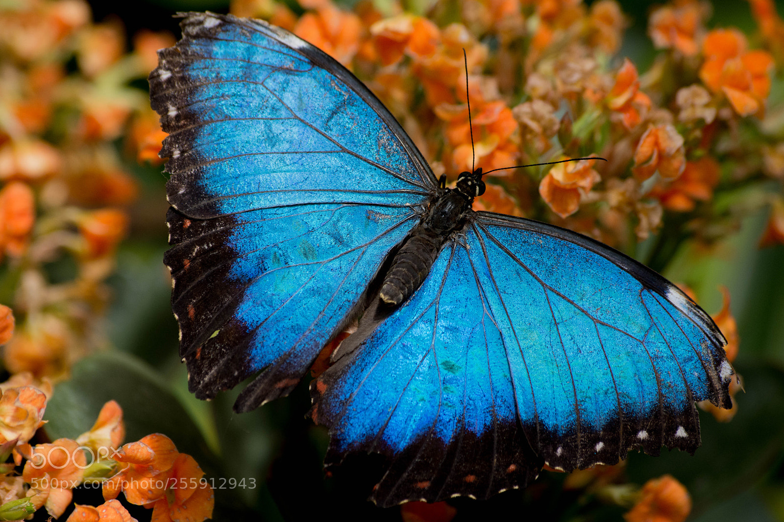 Nikon D7200 sample photo. Papillons photography