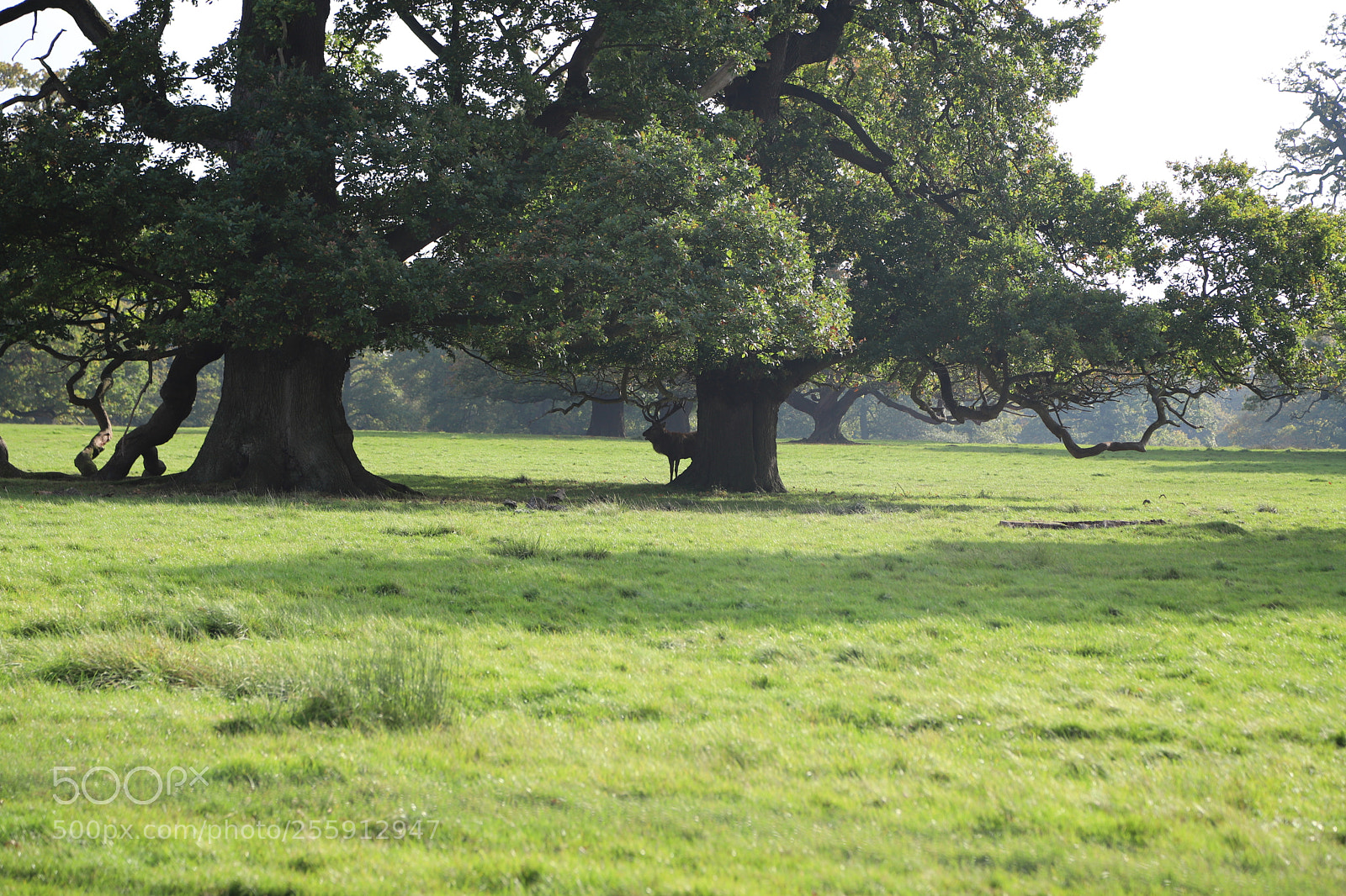 Canon EOS 6D Mark II sample photo. Woburn abbey, bedfordshire, october 2017 photography